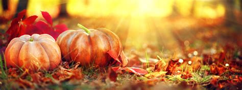 Autumn Halloween pumpkins. Orange pumpkins over bright autumnal nature background - Bavarian Inn