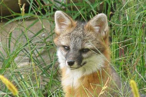 Free Admission at Maine Wildlife Park to Celebrate Summer Solstice