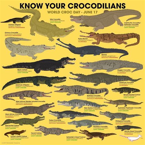 Saltwater Crocodile Anatomy