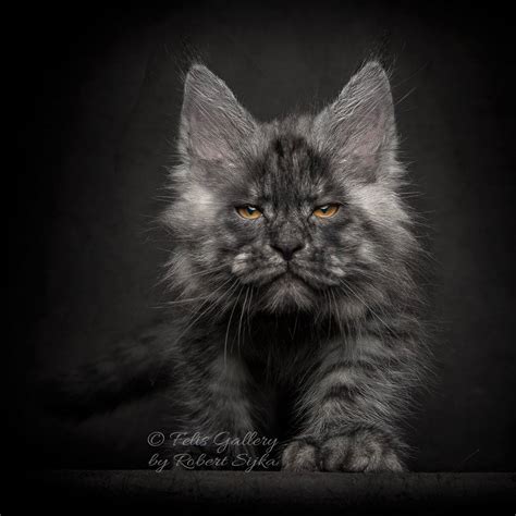 What Are the Most Common Colors of Maine Coon Cat? - MaineCoon.org