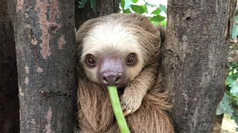 Sloths in Costa Rica: The Ultimate Guide | Diamante Sloth Sanctuary