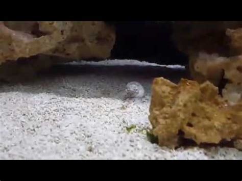 Nassarius snail eggs hatched? - YouTube