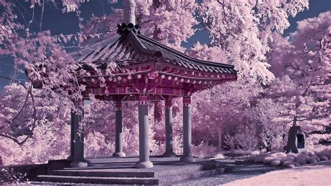 Wallpaper Japan Cherry Blossoms (71+ images)