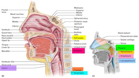 Larynx - Anatomy, Function in Respiratory System - Cancer Symptoms