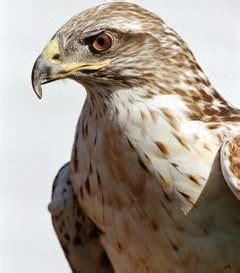 Harris's Hawk - Wildlife Facts