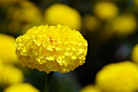 Mexican Marigold Flower - Free photo on Pixabay - Pixabay