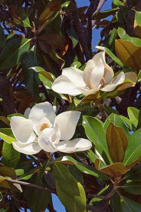 Branches of Southern Magnolia Magnolia Grandiflora Tree with Leaves and ...