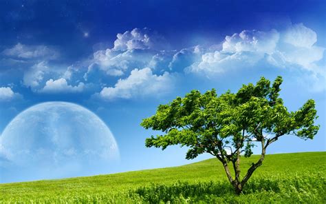 Natural Tree Sky Wallpapers - Wallpaper Cave