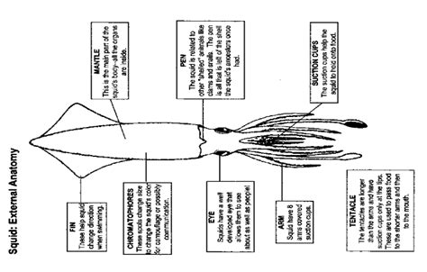 Internal Squid Anatomy - Anatomy Reading Source