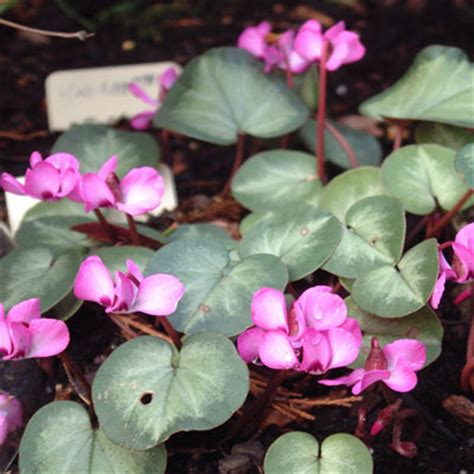 Cyclamen coum - Dorset Perennials