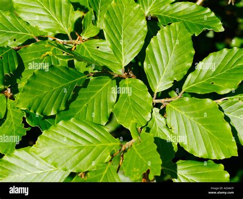 beech tree, leaves Stock Photo - Alamy