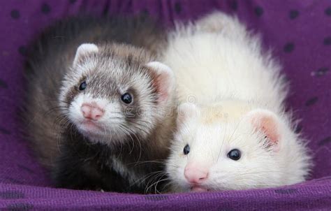 Ferret Babies stock photo. Image of ears, looking, brown - 7788448