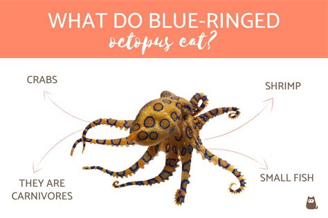 Blue Ringed Octopus Eating A Crab