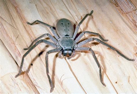 Huntsman Spider Size