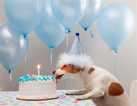 17 Birthday Memes For Your Dog That Will Have You Barking With Laughter