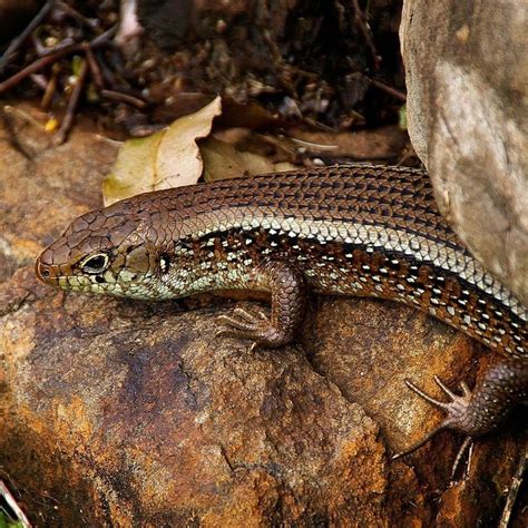 Did you know the skink is a lizard in the Scincidae family? It has a long tail that can fall off ...