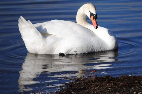 Mute Swan Facts