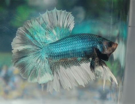 Betta Fish Afira: Betta Halfmoon NEW June