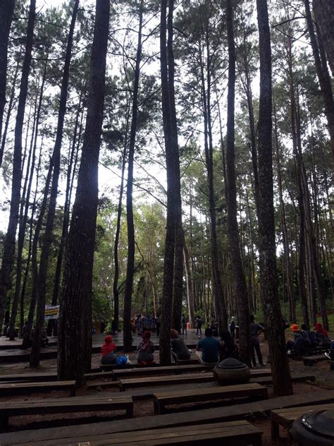 Tourism in Hutan Pinus Mangunan. Destination | by Putri Wulandari | Medium