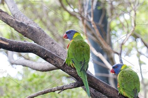 Parrots in their jungle featuring parrot, bird, and colorful | Wild animals photos, Parrot, Animals