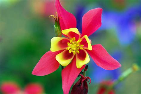 Columbine Flowers – Flowerinfo.org