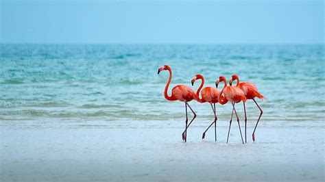 Download Horizon Sea Ocean Beach Bird Animal Flamingo HD Wallpaper