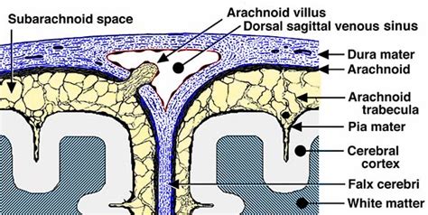 Arachnoid