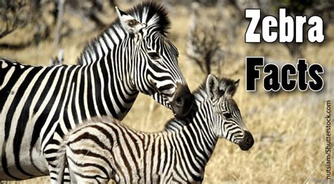 Zebra Facts For Kids & Adults. Information, Pictures & More