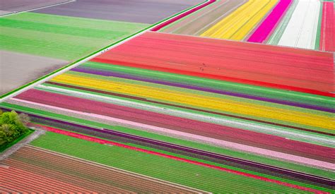 All You Need To Know About Visiting The Tulip Fields In The Netherlands in 2024 - Peter Orsel