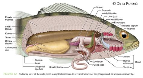 Perch Internal Anatomy Diagram