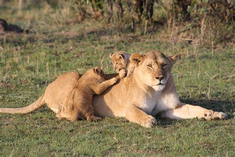 Lion Cubs With Father And Mother