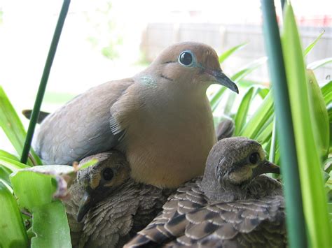 Free picture: morning, doves, bird