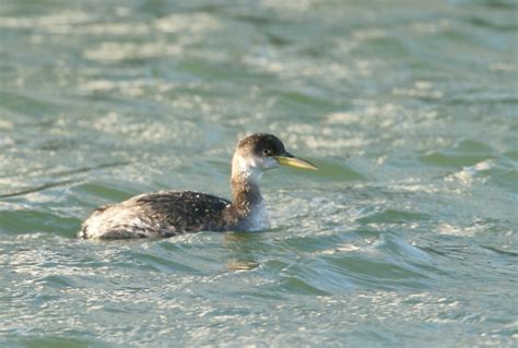 Bill Hubick Photography - Red-necked Grebe (Podiceps grisegena)