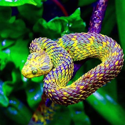 African Snakes: Bush Vipers | African bush viper, Snake, Beautiful snakes