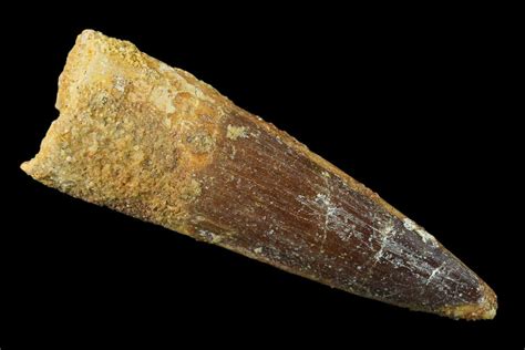 2" Spinosaurus Tooth - Real Dinosaur Tooth (#136240) For Sale - FossilEra.com