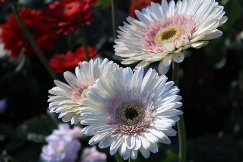 Gerbera Daisy Meaning and Symbolism in the Langauge of Flowers - Petal Republic