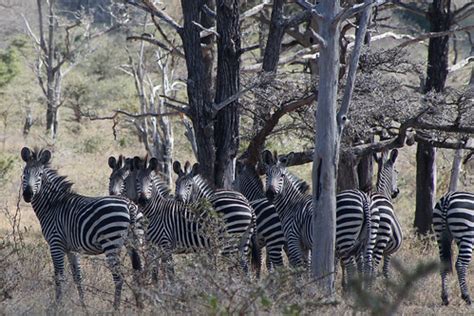 white stripes | Zebras at the Selous Game Reserve, Tanzania,… | Flickr