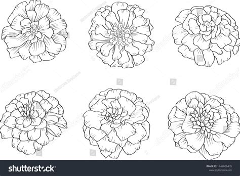 11,438 Marigold Flower Vintage Images, Stock Photos & Vectors | Shutterstock