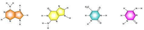 Nitrogen Base Structure