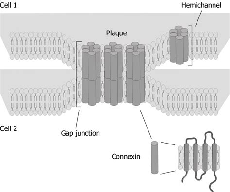 Molecular architecture of gap junctions. Gap junctions are grouped in... | Download Scientific ...