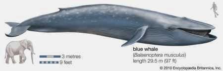 Blue Whale - The Biggest Animal and Mammal