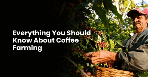 Everything You Should Know About Coffee Farming