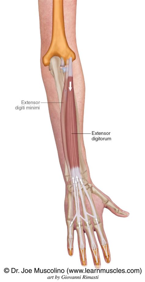 Extensor Digitorum - Learn Muscles