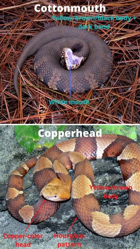 Copperhead Vs Cottonmouth: 10 Major Differences