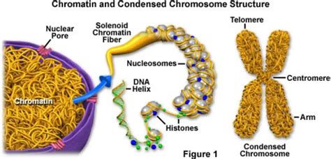 Everything to Know about Chromatin In Plant Cell - Garden Bagan