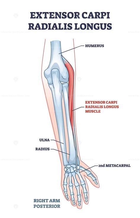 Extensor carpi radialis longus muscle with arm and hand bones outline diagram - VectorMine