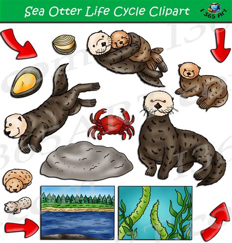 Sea Otter Life Cycle Clipart Set Download - Clipart 4 School