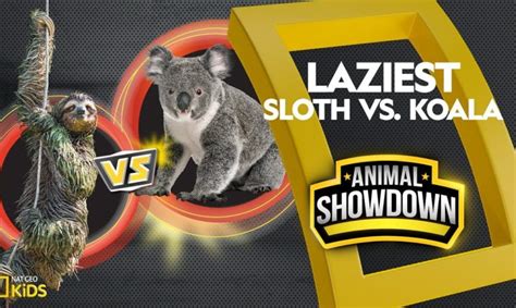 Sloth vs. Koala: Battle for the Laziest | Animal Showdown