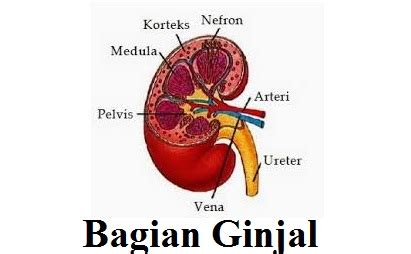 3 Proses Pembentukan Urine, 2 Bagian Nefron dan 5 Gangguan Pada Ginjal - Faktasantuy.com