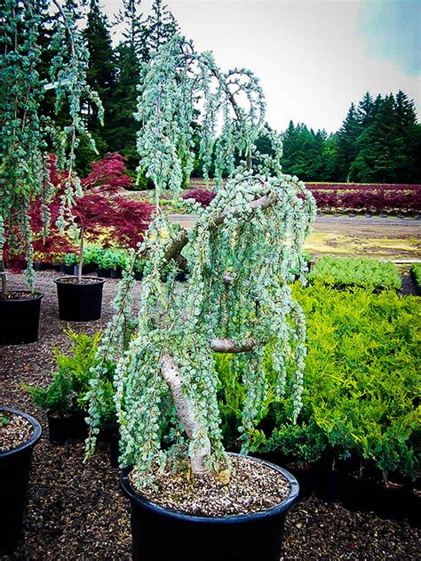 Weeping Blue Atlas Cedar Trees For Sale Online | The Tree Center